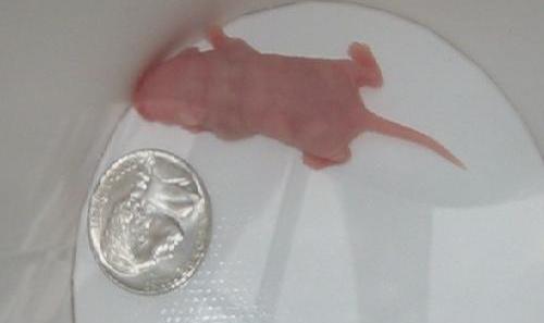 Pinky Mouse