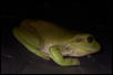 treefrog on computer