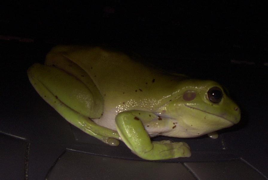 treefrog on computer