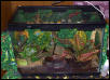20H treefrog house (front view)
