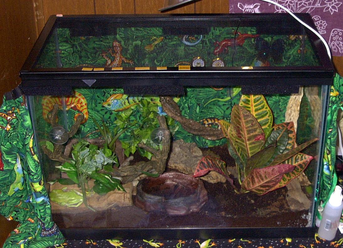 20H treefrog house (front view)