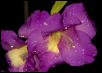 dew on flower