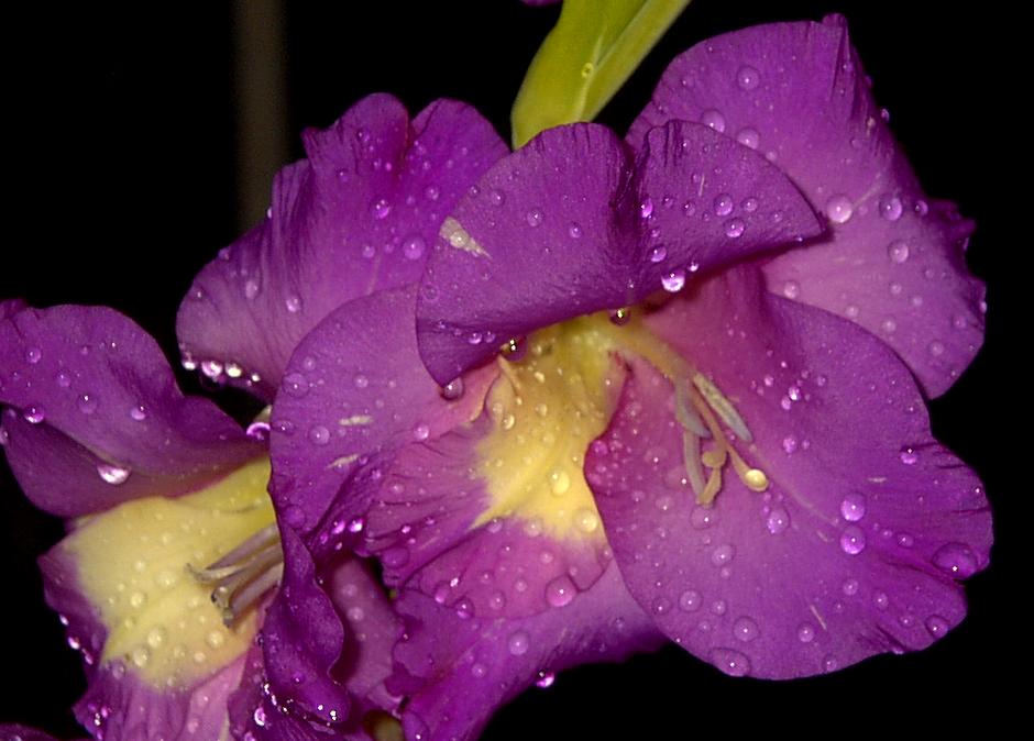 dew on flower