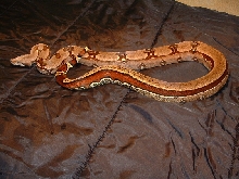 Extreme reversed stripe suri