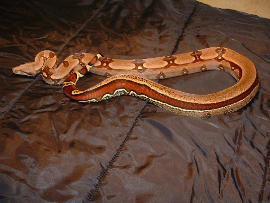 Extreme reversed stripe suri