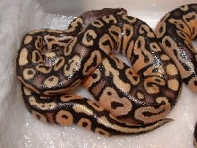 paste male hatchling