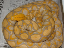 Dwarf purple albino