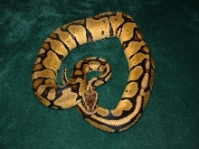 Ruppel male