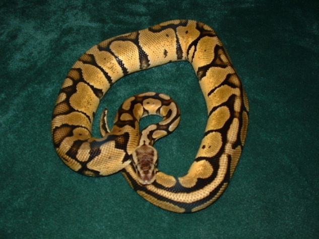 Ruppel male