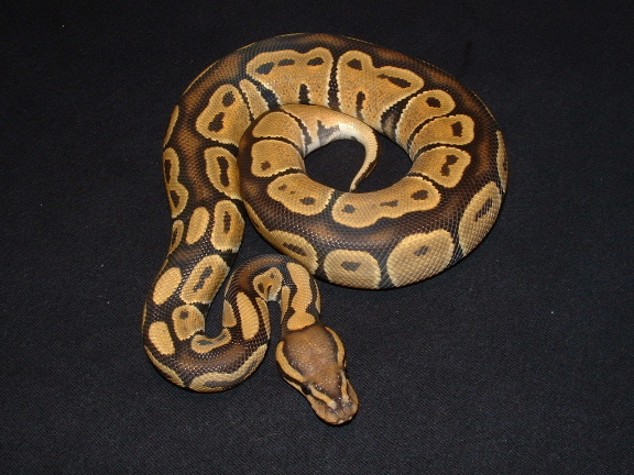 Butterscotch Blackback