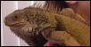 Spike