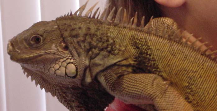 Spike