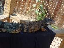 Spike