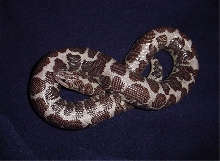 Zuri
