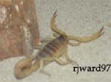 desert hairy scorpion