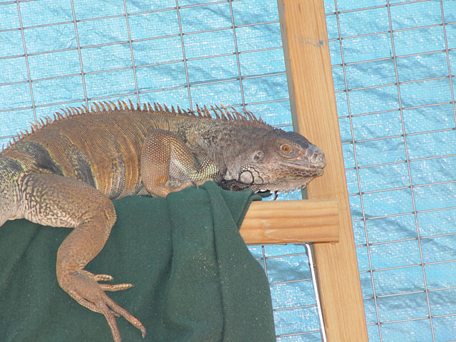 Spike 6
