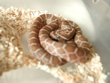 hypo emoyri