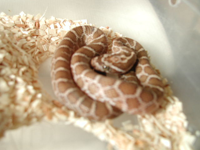 hypo emoyri