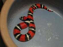 tri color hognose
