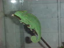 Vivi sleeping