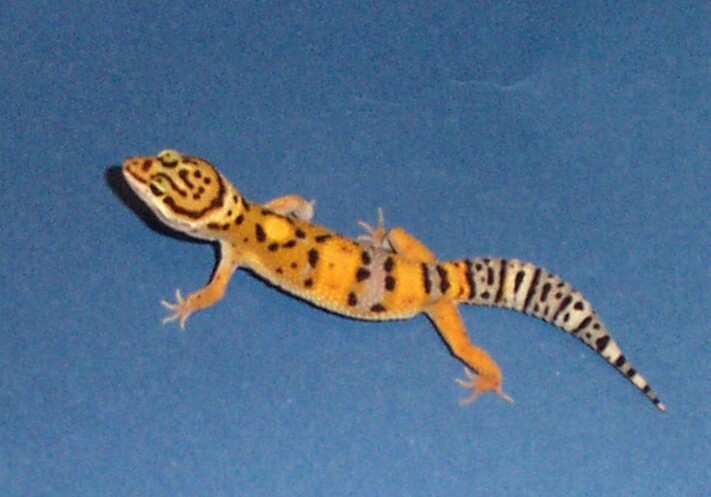 Tangerine Male