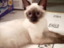 Anubis my meezer