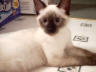Anubis my meezer