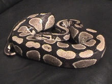 Adult Axanthic Female