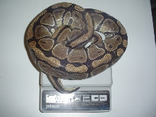 female
