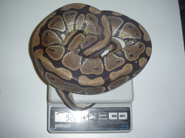 female