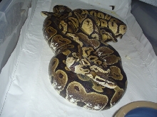 Calico