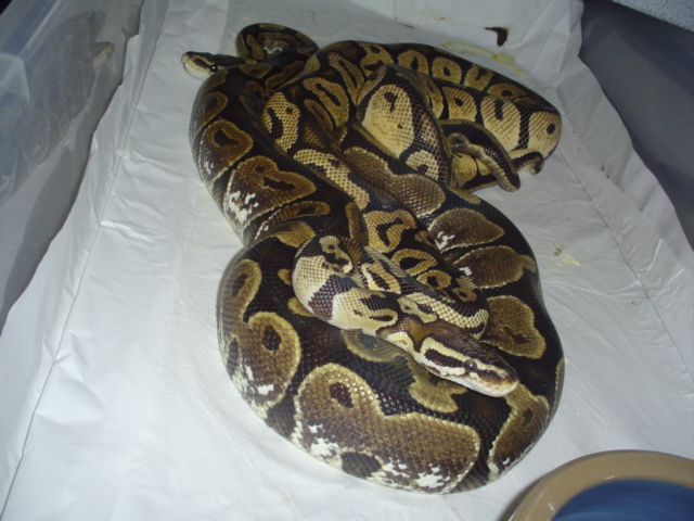 Calico