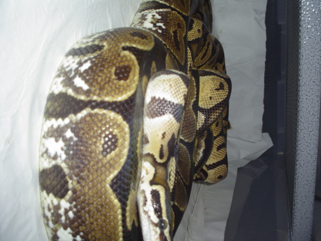 calico 2