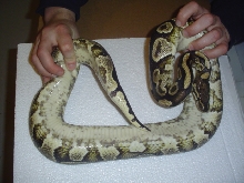 This is a REAL YELLOW  BELLY