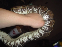 Calico 3