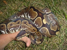 new calico photos 1