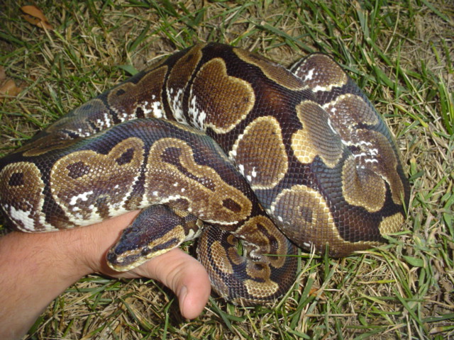 new calico photos 1