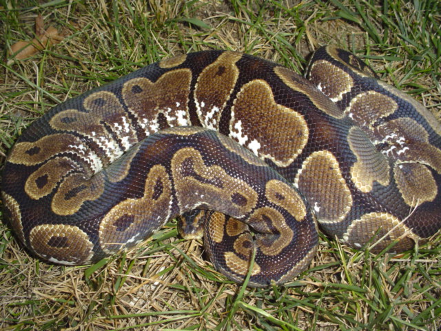 new calico photo 2