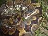 new calico photo  3