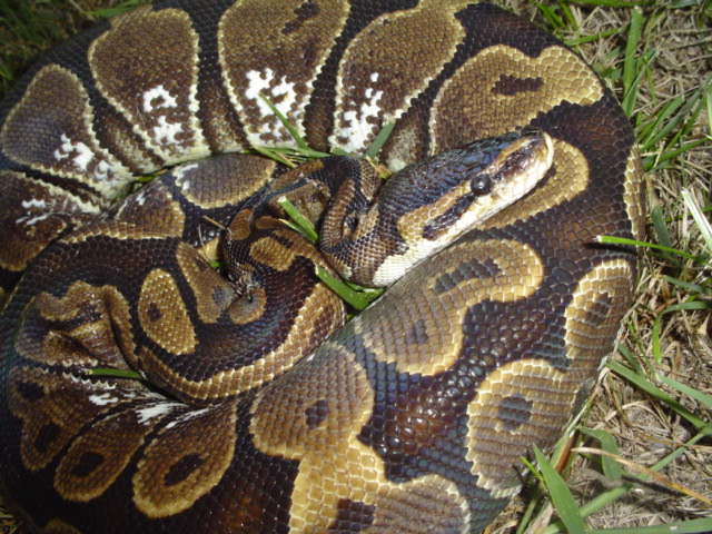 new calico photo  3