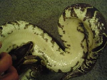 calico 5