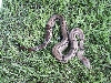 Columbian Tiger Boas