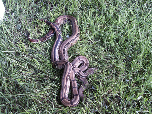 Columbian Tiger Boas 1