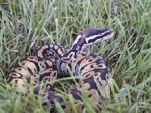 Blonde Pastel Male