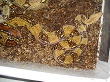 boa2