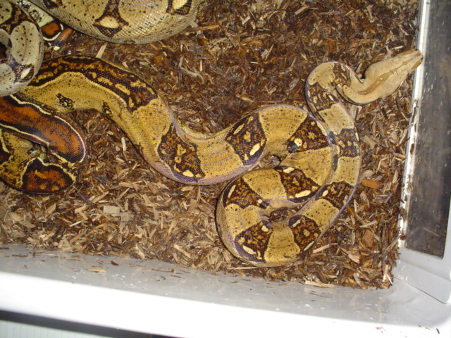 boa2