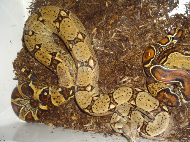 boa5