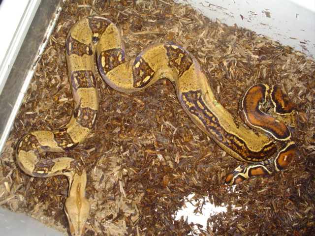 boa3