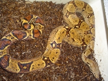 boa4