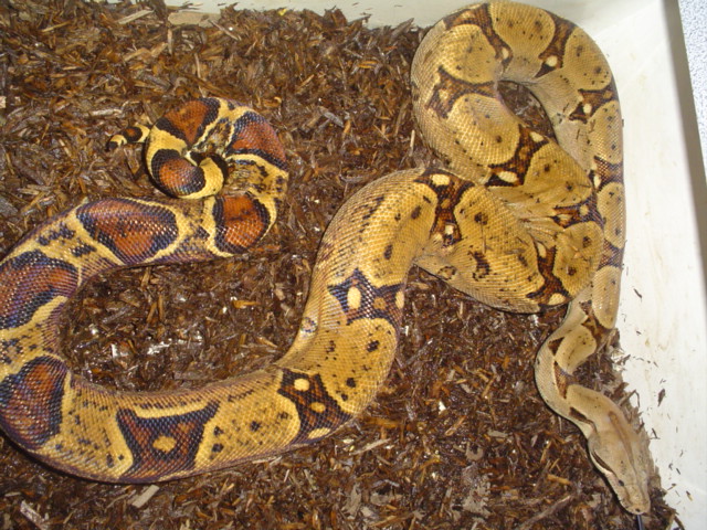 boa4
